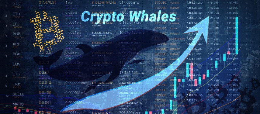 5 loại tiền điện tử hàng đầu mà cá voi tiền điện tử thích mua vào năm 2023