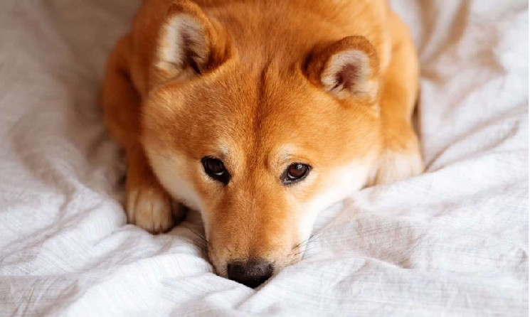 Shiba Inu: Hỗ trợ mới được tìm thấy này sẽ tăng giá SHIB như thế nào trong tuần này