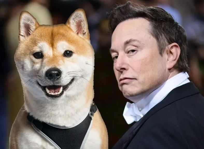 Elon Musk công bố chú chó Dogecoin là CEO mới của Twitter